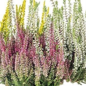 Afbeelding van Calluna Beauty lady's "Trio" P12 mix